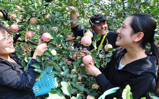 农家果园 游客采摘苹果